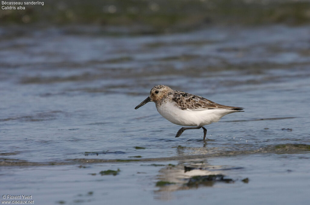 Bécasseau sanderlingadulte internuptial, identification, Comportement