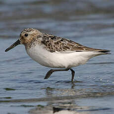 Bécasseau sanderling