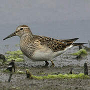 Pectoral Sandpiper