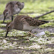 Pectoral Sandpiper