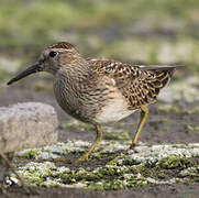 Pectoral Sandpiper