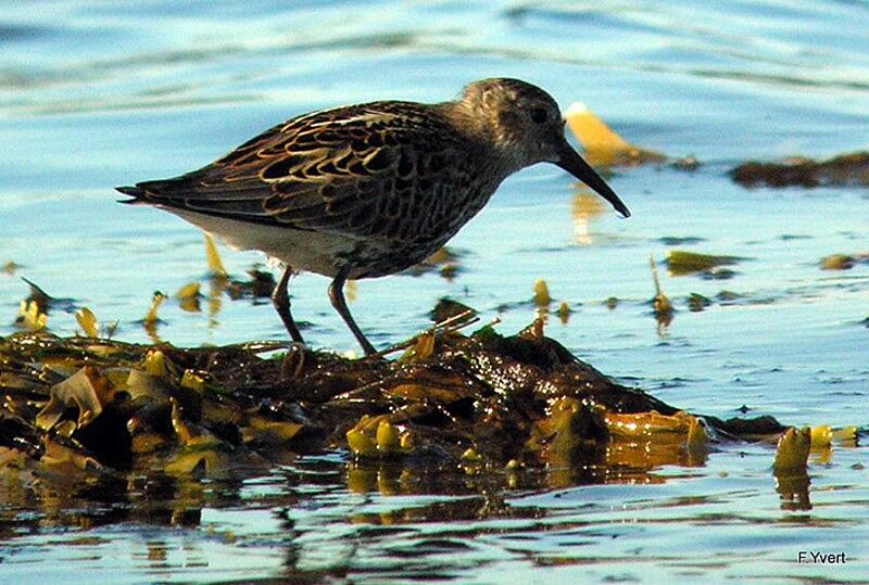 Dunlin