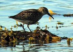 Dunlin