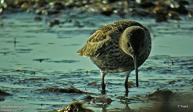 Bécasseau variableadulte, identification, Comportement