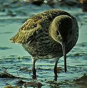 Dunlin