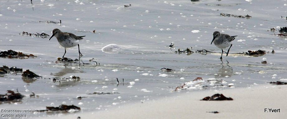 Dunlin, identification, Behaviour