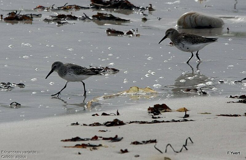 Dunlin, identification