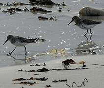 Dunlin