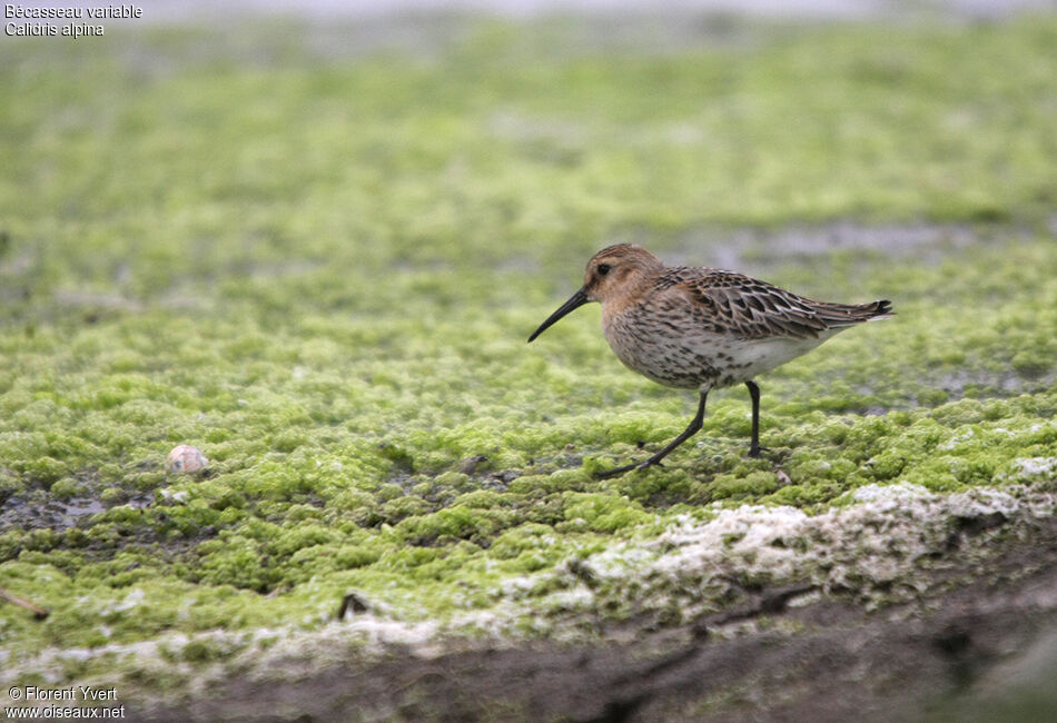 Bécasseau variable1ère année