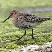 Dunlin