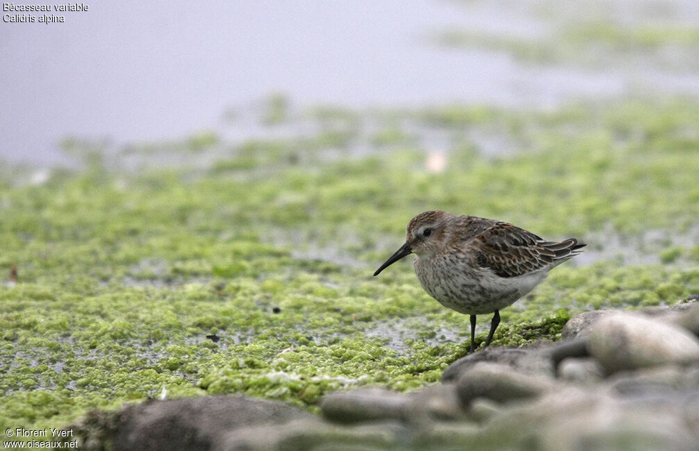 Bécasseau variable1ère année