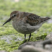 Dunlin