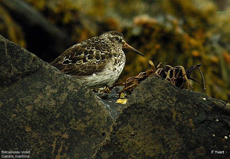 Purple Sandpiperadult breeding, identification