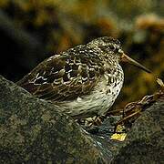 Purple Sandpiper