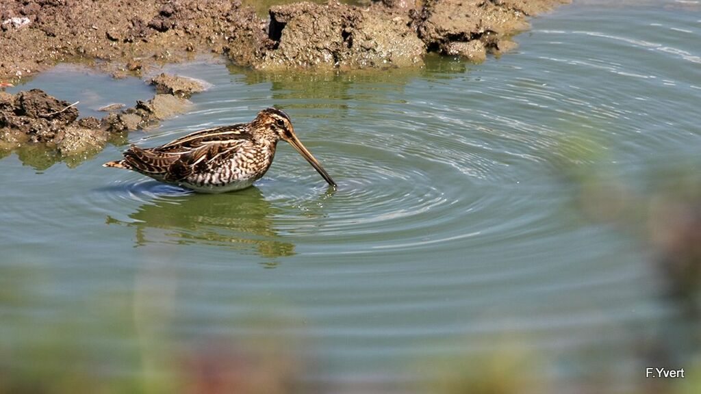 Common Snipe