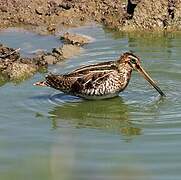 Common Snipe