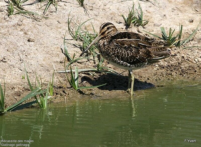 Common Snipe, identification