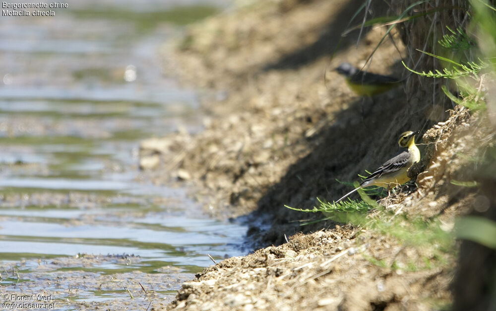 Citrine Wagtail female adult breeding, identification, Behaviour