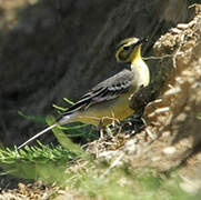 Citrine Wagtail