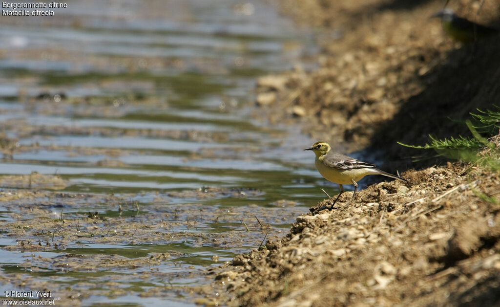 Citrine Wagtail female adult breeding, identification, Behaviour