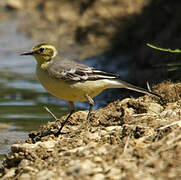 Citrine Wagtail