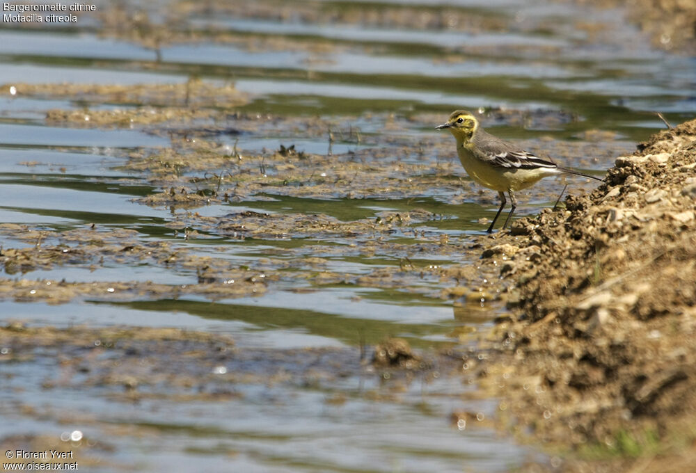 Citrine Wagtail female adult breeding, identification, Behaviour