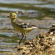 Citrine Wagtail