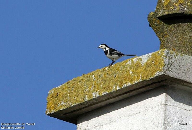 White Wagtail (yarrellii), identification, Behaviour