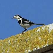 White Wagtail (yarrellii)