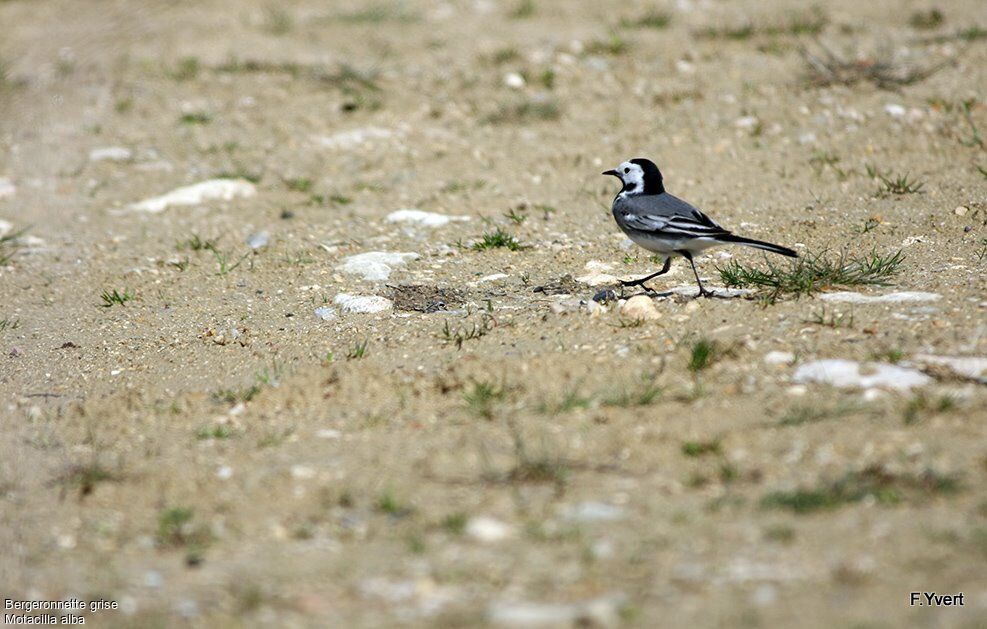 White Wagtail, Behaviour