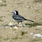 White Wagtail