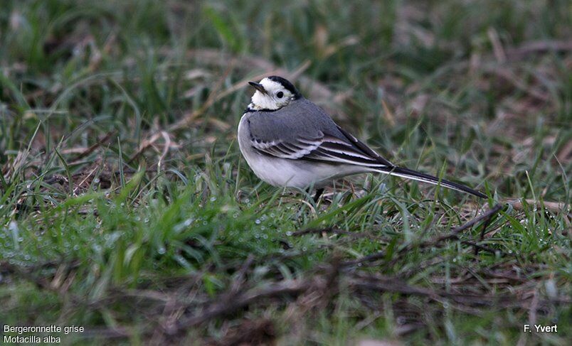 White Wagtail, Behaviour