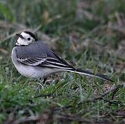 White Wagtail