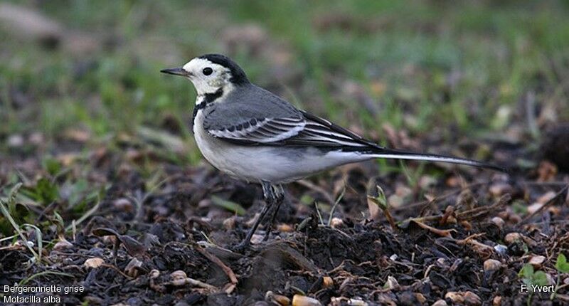 White Wagtail, Behaviour