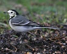 White Wagtail