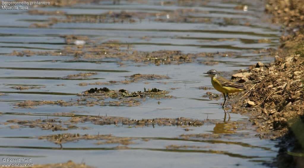 Western Yellow Wagtail male adult breeding, identification