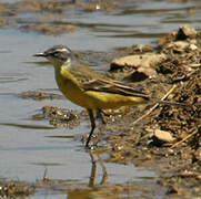 Western Yellow Wagtail