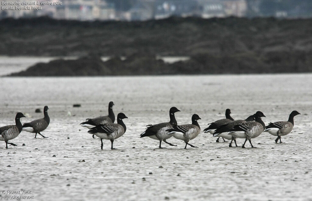 Brant Goose