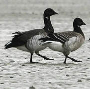 Brant Goose