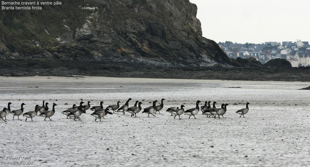 Brant Goose