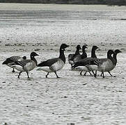 Brant Goose