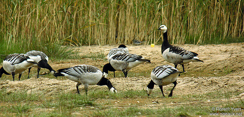 Barnacle Gooseadult, Behaviour