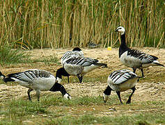 Barnacle Goose