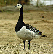 Barnacle Goose