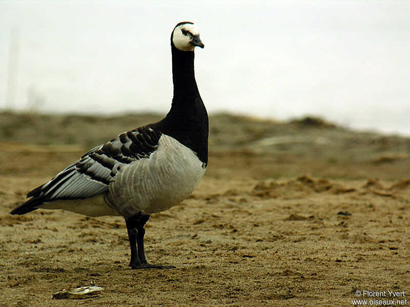 Barnacle Gooseadult