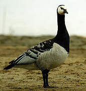 Barnacle Goose