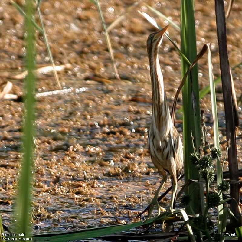 Little Bittern, Behaviour