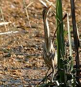 Little Bittern