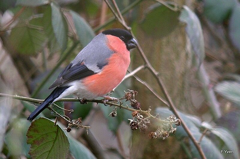 Eurasian Bullfinch