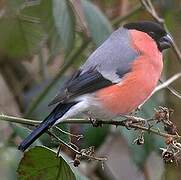 Eurasian Bullfinch